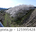 赤村の桜（福岡県） 125995428