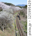 赤村の桜（福岡県） 125995429