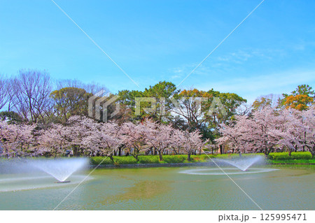 愛知県名古屋市、名城公園御深井池と桜の風景 愛知県名古屋市、名城公園御深井池と桜の風景 125995471