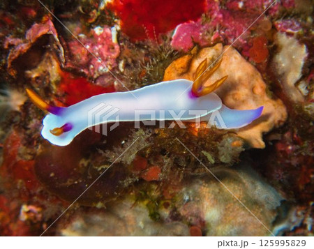 ゾウゲイロウミウシ 125995829