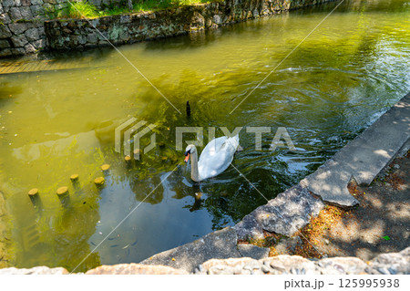 2025年 5月 晴天の倉敷美観地区の風景 125995938