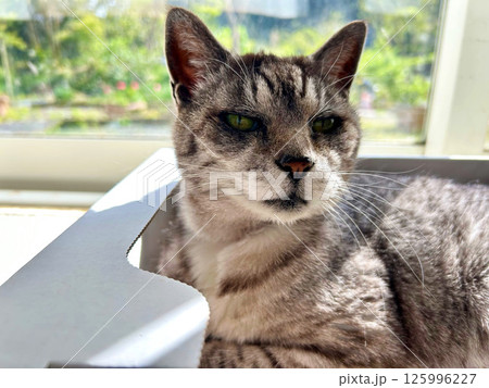 窓辺で見つめる猫 窓辺で見つめる猫 125996227