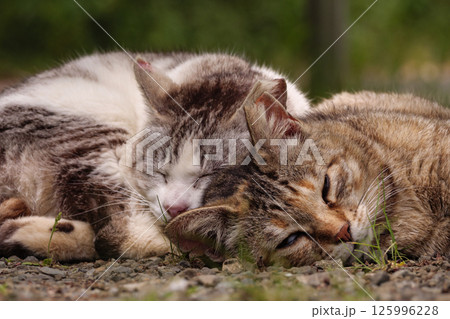 寄り添う猫 125996228