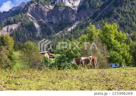 Cow eating grass on a green pasture 125996269