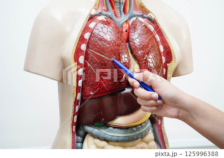 Asian student learning with human body model in anatomy biology in classroom at high school. Asian student learning with human body model in anatomy biology in classroom at high school. 125996388