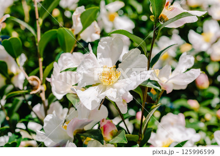 白いツバキの花3ー25 白いツバキの花3ー25 125996599
