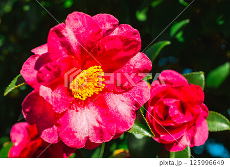 赤いツバキの花3ー115 赤いツバキの花3ー115 125996649