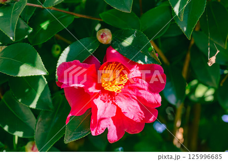 赤いツバキの花3ー51 赤いツバキの花3ー51 125996685