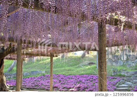 津島天王川公園　藤棚と芝桜(愛知県津島市) 125996856