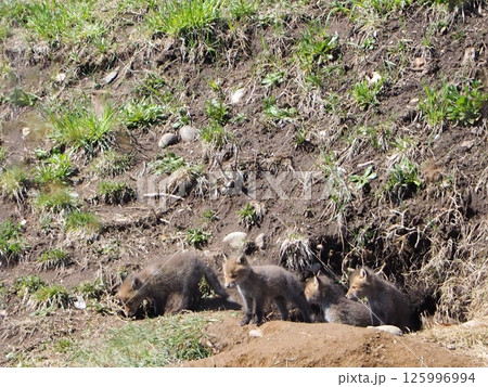 巣穴かな顔を出す子狐 125996994