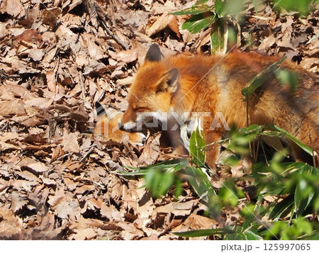 親子のキタキツネ 125997065
