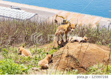 北海道知床半島の北きつねの親子 北海道知床半島の北きつねの親子 125997288