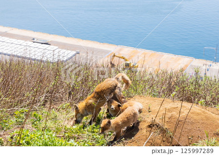 北海道知床半島の北きつねの親子 125997289