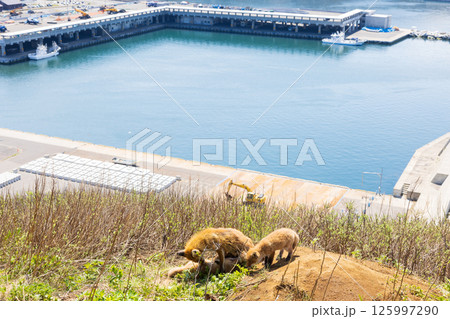 北海道知床半島の北きつねの親子 125997290