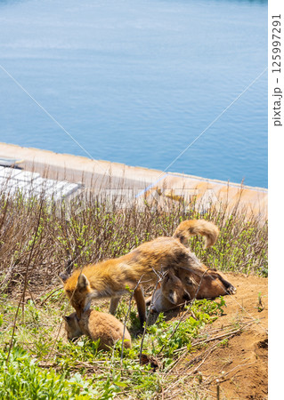 北海道知床半島の北きつねの親子 北海道知床半島の北きつねの親子 125997291
