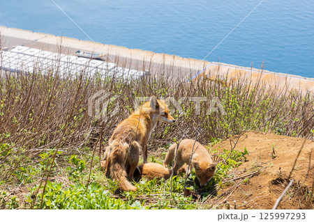 北海道知床半島の北きつねの親子 北海道知床半島の北きつねの親子 125997293