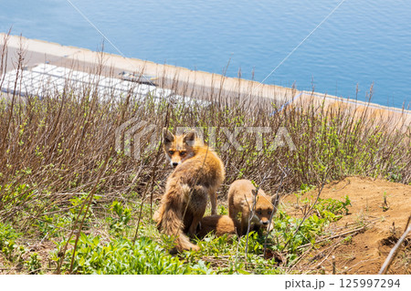北海道知床半島の北きつねの親子 125997294