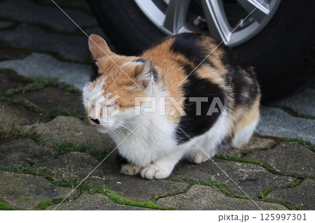 野良猫の日常 野良猫の日常 125997301