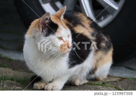 野良猫の日常 野良猫の日常 125997308