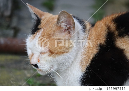 野良猫の日常 125997313