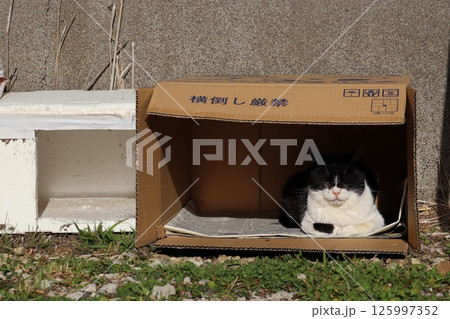 野良猫の日常 125997352