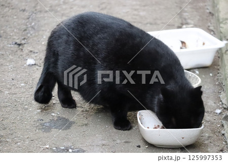野良猫の日常 125997353