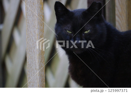 野良猫の日常 野良猫の日常 125997371