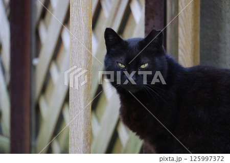 野良猫の日常 野良猫の日常 125997372
