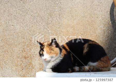 野良猫の日常 野良猫の日常 125997387