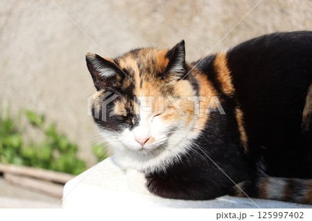 野良猫の日常 野良猫の日常 125997402