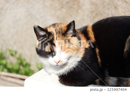 野良猫の日常 野良猫の日常 125997404