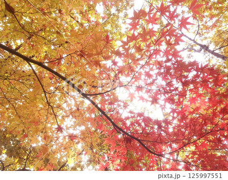 秋の空を背景にした紅葉 秋の空を背景にした紅葉 125997551