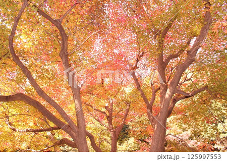紅葉した木 125997553