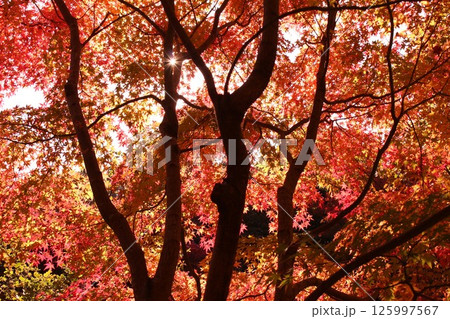 真っ赤に染まった紅葉 真っ赤に染まった紅葉 125997567