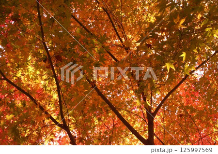 黄色の紅葉 125997569