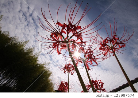 空に向かって咲く彼岸花 125997574