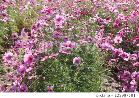 紫色の可愛いコスモスが咲いています 紫色の可愛いコスモスが咲いています 125997591