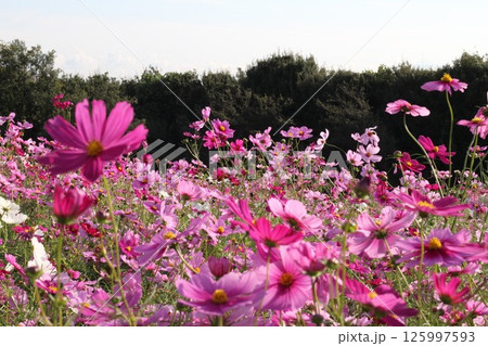 コスモスのある風景 コスモスのある風景 125997593