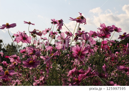 青空に映えるコスモス 125997595