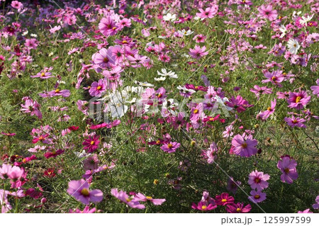 ピンクのコスモス 125997599