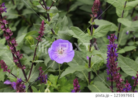 紫色の花を咲かせた植物を撮影した写真 125997601