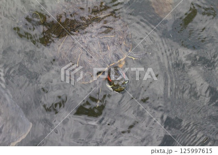 水中から顔を出した亀 125997615