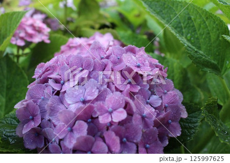 雨に濡れた紫陽花 雨に濡れた紫陽花 125997625