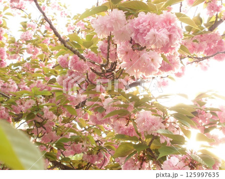 ピンク色の八重桜が咲いています ピンク色の八重桜が咲いています 125997635