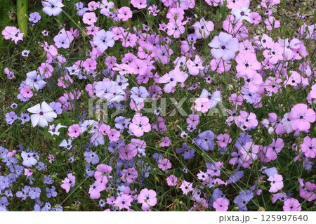 一面に咲く紫色の花 125997640