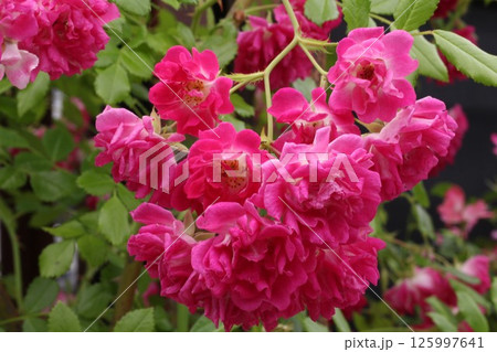 赤い花 赤い花 125997641