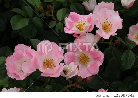 ピンクの花 ピンクの花 125997643