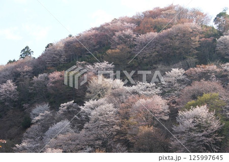 山に咲く山桜 山に咲く山桜 125997645