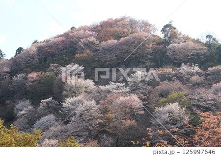 山に咲く山桜 125997646