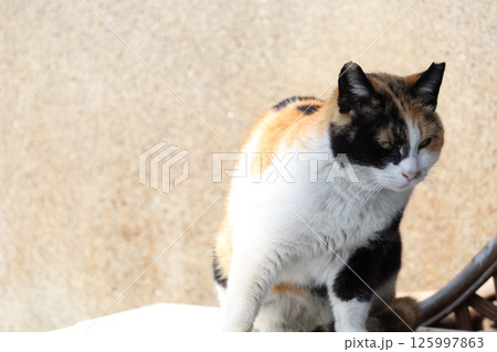 野良猫の日常 野良猫の日常 125997863